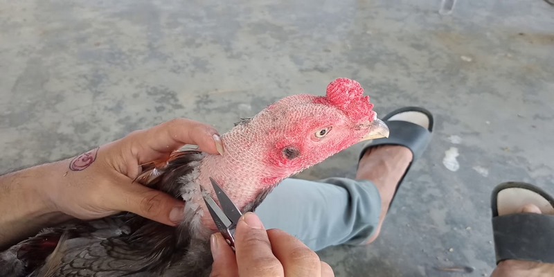 Lợi ích của việc cắt tỉa lông gà chọi
